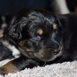Australian Shepherd Puppies from SoMa's Legacy Aussies