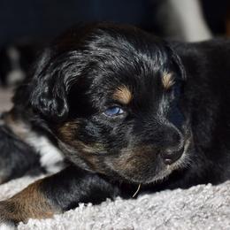 Australian Shepherd Puppies from SoMa's Legacy Aussies