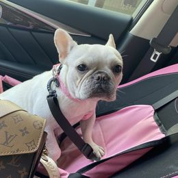 Luna - French Bulldog