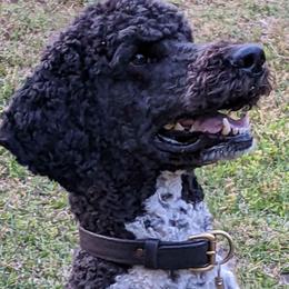 Elvis - Poodle