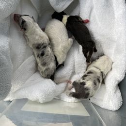 Collie and Papillon Puppies from Diamond Collies and Papillons