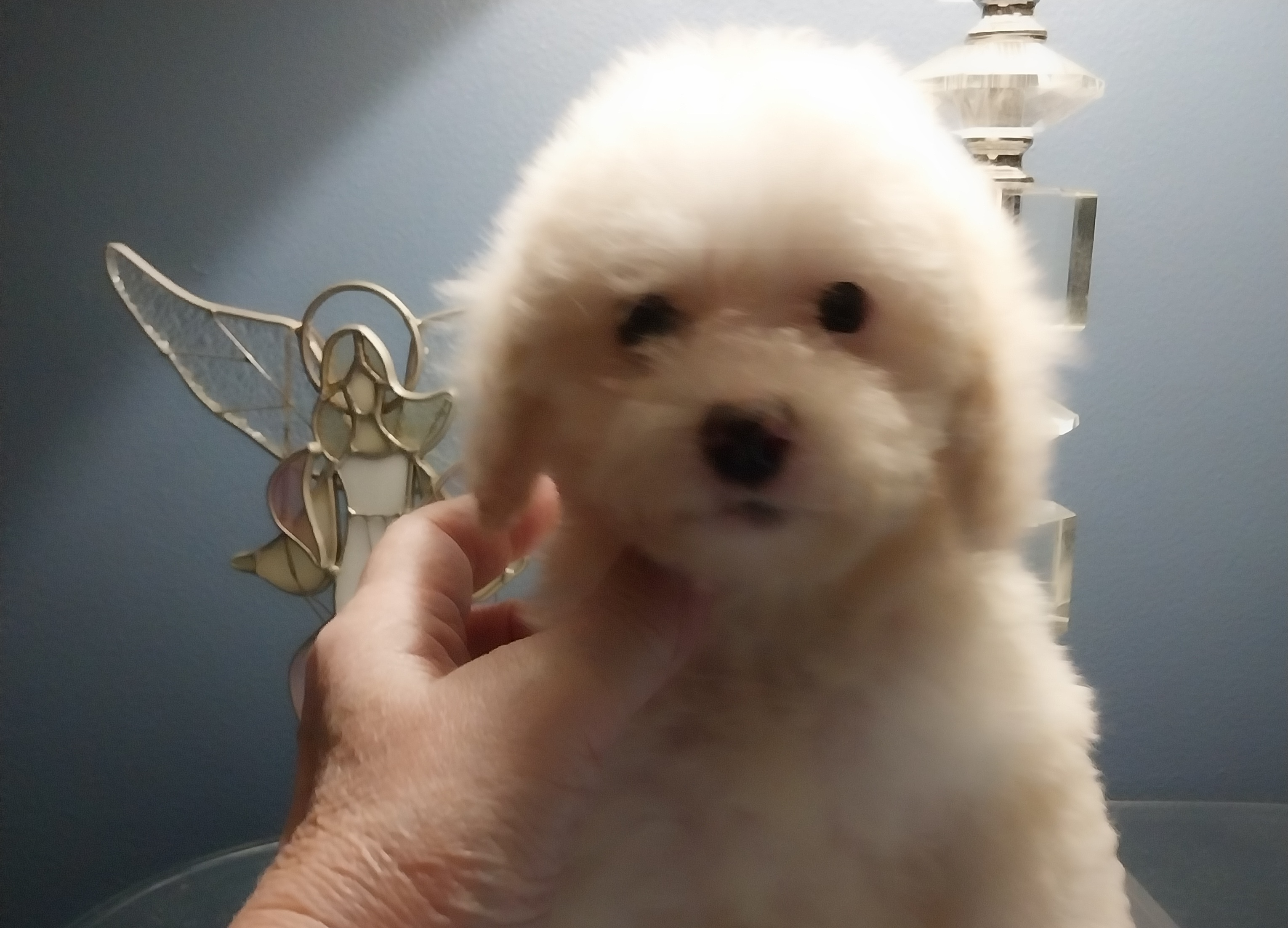 Poodle Puppies from Bloomingdale Toy Poodles