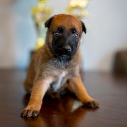 Betsy - female Belgian Malinois puppy in Lincoln, Nebraska from Nebraska K9