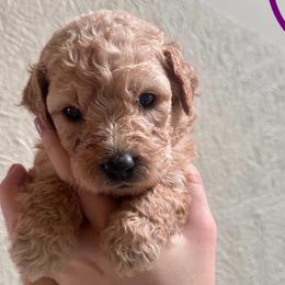 Girl 7 (purple collar) - Cream female Goldendoodle puppy in San Diego, California from Southside Doodles