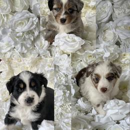Australian Mountain Doodle and Miniature American Shepherd Puppies from Little Loves Farm