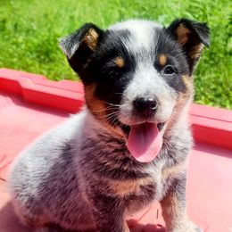 Australian Cattle Dog Puppies from Whiteduck Mountain Kennel Australian Cattle Dogs and Portuguese Water Dogs