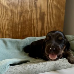 Boy 1 - Black and tan male Dachshund puppy in Wolf Lake, Indiana from Canisteo Dachshunds
