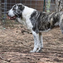Central Asian Shepherd Dog All Grown Up from Alabaivalley