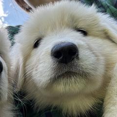 Maremma Sheepdogs from Wild at Farm