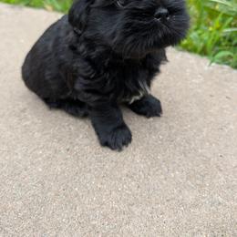 Green Goblin - Black male Shih Tzu puppy in Metropolis, Illinois from Super City Kennels