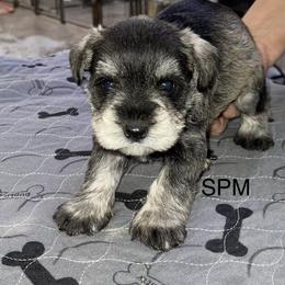 Salt and pepper Male - Salt and pepper male Miniature Schnauzer puppy in Springdale, Arkansas from Rc Kennels