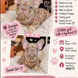 Georgia - Fawn female French Bulldog puppy in Athens, Georgia from Imperial Frenchies