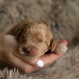 Green - Caramel male Australian Labradoodle puppy in Williamstown, New York from Lewis Manor Labradoodles