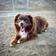 Bourbon