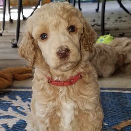 Poodle Puppies from Purely Haus Standards