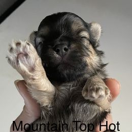 Izzy - Black & tan tri-color male Morkie puppy in Taylorsville, North Carolina from Mountain Top Hot Tailz