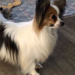 Papillons from Firefly Papillon's