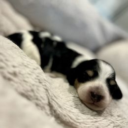 Woody - Piebald male Dachshund puppy in Crestview, Florida from Neverending Dachies