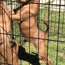 Irish Terriers from Jeanette Lovett