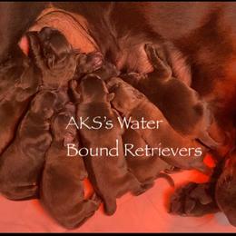 Labrador Retriever Puppies from AKS’s Water Bound Retrievers