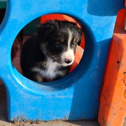 Valentine - Black tri-color male Australian Shepherd puppy in Smithfield, Utah from Invictus Farms