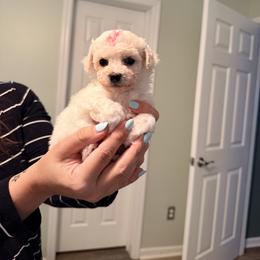 Red Girl - White female Bichon Frise puppy in Hampstead, North Carolina from Bichons Of Hampstead