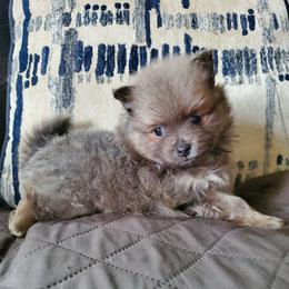 Olivia - Lavender female Pomeranian puppy in Bellevue, Iowa from Fluffy Wonders Poms and Doodles