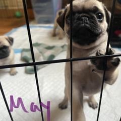 Pug Puppies from 901 Pugs