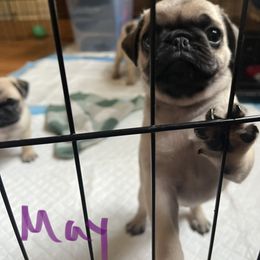 Pug Puppies from 901 Pugs