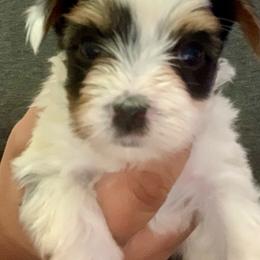 Boy 1 - Mini Size - Charting to be about 4lbs - Black tan and white male Biewer Terrier puppy in Litchfield Park, Arizona from Phoenix Golden Retriever & Biewer Terriers