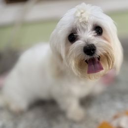 Shelly - Maltese