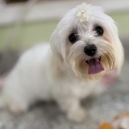 Shelly - Maltese