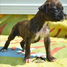 Toast - Brindle female Boxer puppy in Earlsboro, Oklahoma from Lieben Boxers