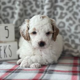 Poodle Puppies from Foxtrot Farm Poodles