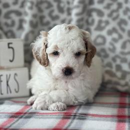 Poodle Puppies from Foxtrot Farm Poodles