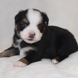 Blue-Eyed Black Tri Male - Black tri male Toy Australian Shepherd puppy in Leighton, Alabama from Isbell Land & Livestock, LLC