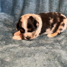 Levi - Blue merle male Toy Australian Shepherd puppy in Nocona, Texas from Rafter O Toy Aussies and Mini Heelers
