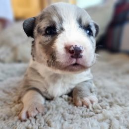 AKC - Quad Clear Merle - Boy 2 - Blue merle and white male Cardigan Welsh Corgi puppy in Tombstone, Arizona from WeVolution Off-Grid