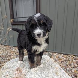 Jenna - Tri-color female Bernedoodle puppy in Beach City, Ohio from Blue Cloud Doodles