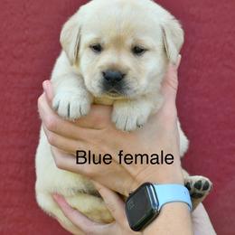 Yellow female - Yellow female Labrador Retriever puppy in Mississippi from Sure Shot English Labs