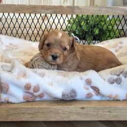 F1B Meet Polly :) - Red female Cavapoo puppy in Centerville, Iowa from Barnyard Dachshunds, Dals & Doodles