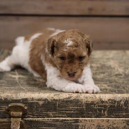 Caramel Girl - Red female Whoodle puppy in West Bend, Iowa from Blue Skies Terriers