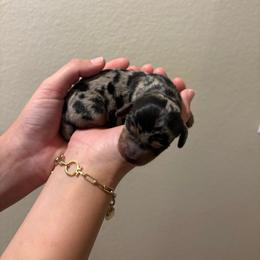 Eenie - Dapple female Dachshund puppy in Riverside, California from Mir and Dachshunds