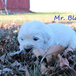 Boy 1 - Golden Retriever puppy in North Manchester, Indiana from Prairie Winds Goldens