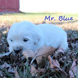 Boy 1 - Golden Retriever puppy in North Manchester, Indiana from Prairie Winds Goldens