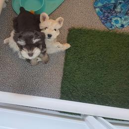 Maverick - Liver male Miniature Schnauzer puppy in Indianola, Utah from Mlee puppies
