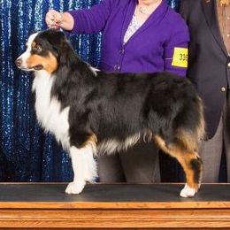 Australian Shepherds from Dixiana Australian Shepherds