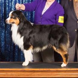 Australian Shepherds from Dixiana Australian Shepherds