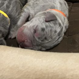 Henry - Merle male Great Dane puppy in Gainesville, Georgia from DeBruce Danes