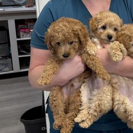 Poodles from Grams poodle babies